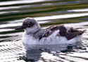 Cepphus columba